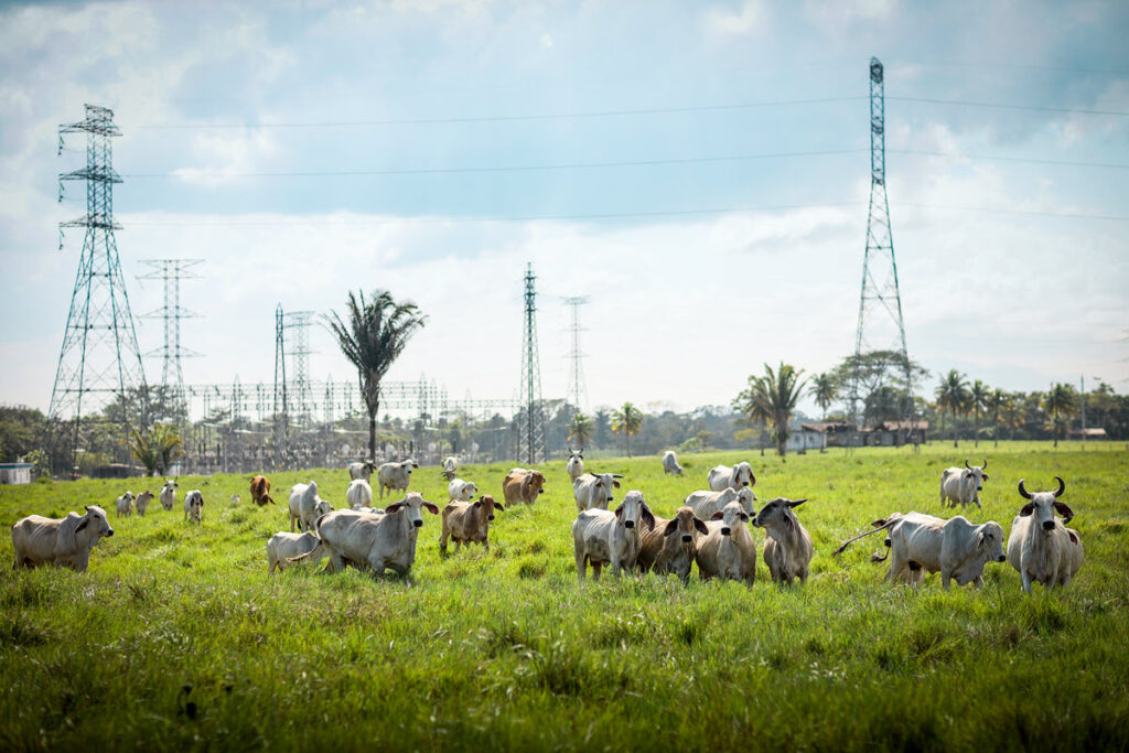 Torres Eléctricas Trecsa